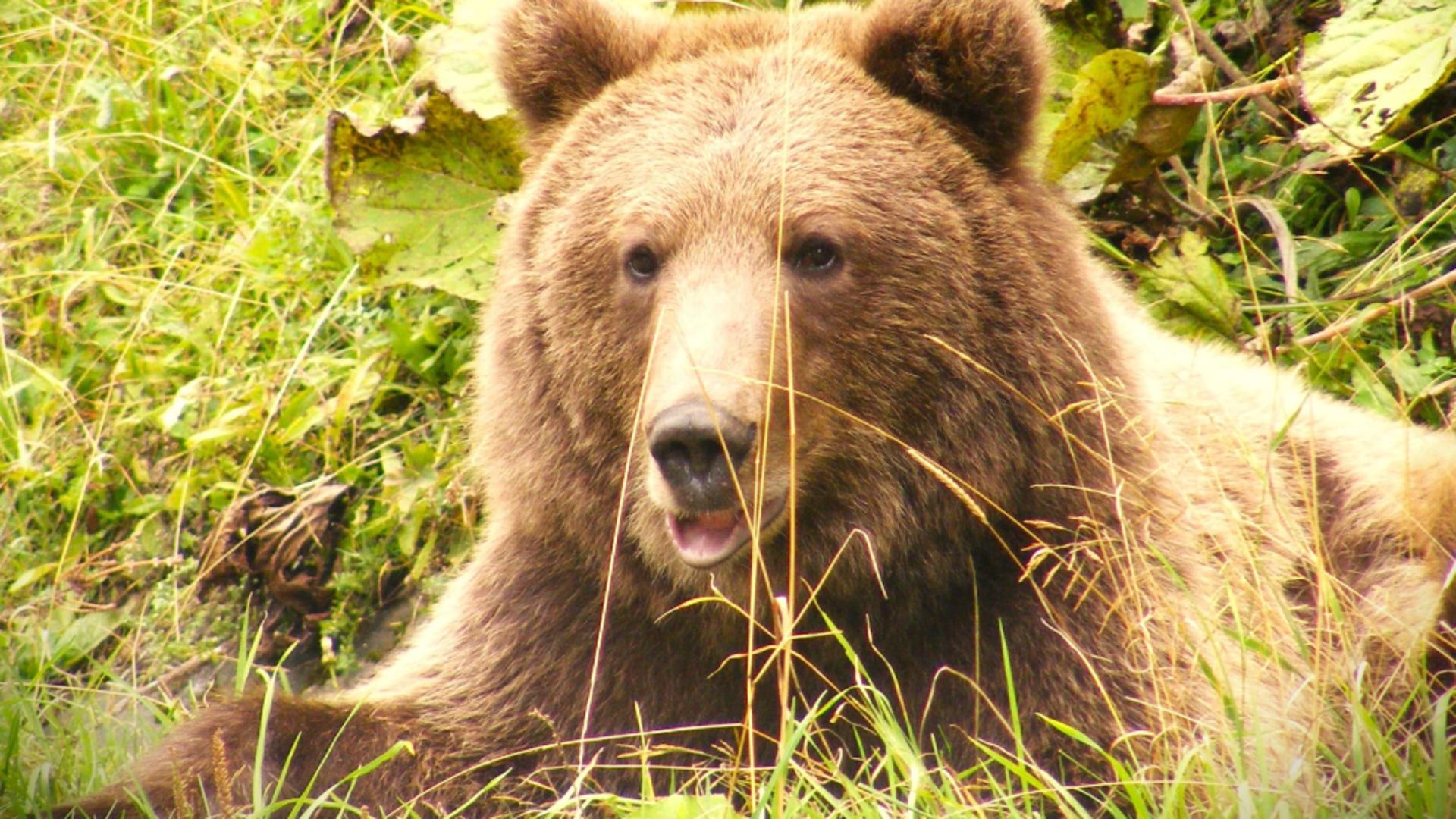  Alertă de urs într-o stațiune montană intens frecventată de turiști! Unde a fost văzut animalul sălbatic/ Arhivă foto