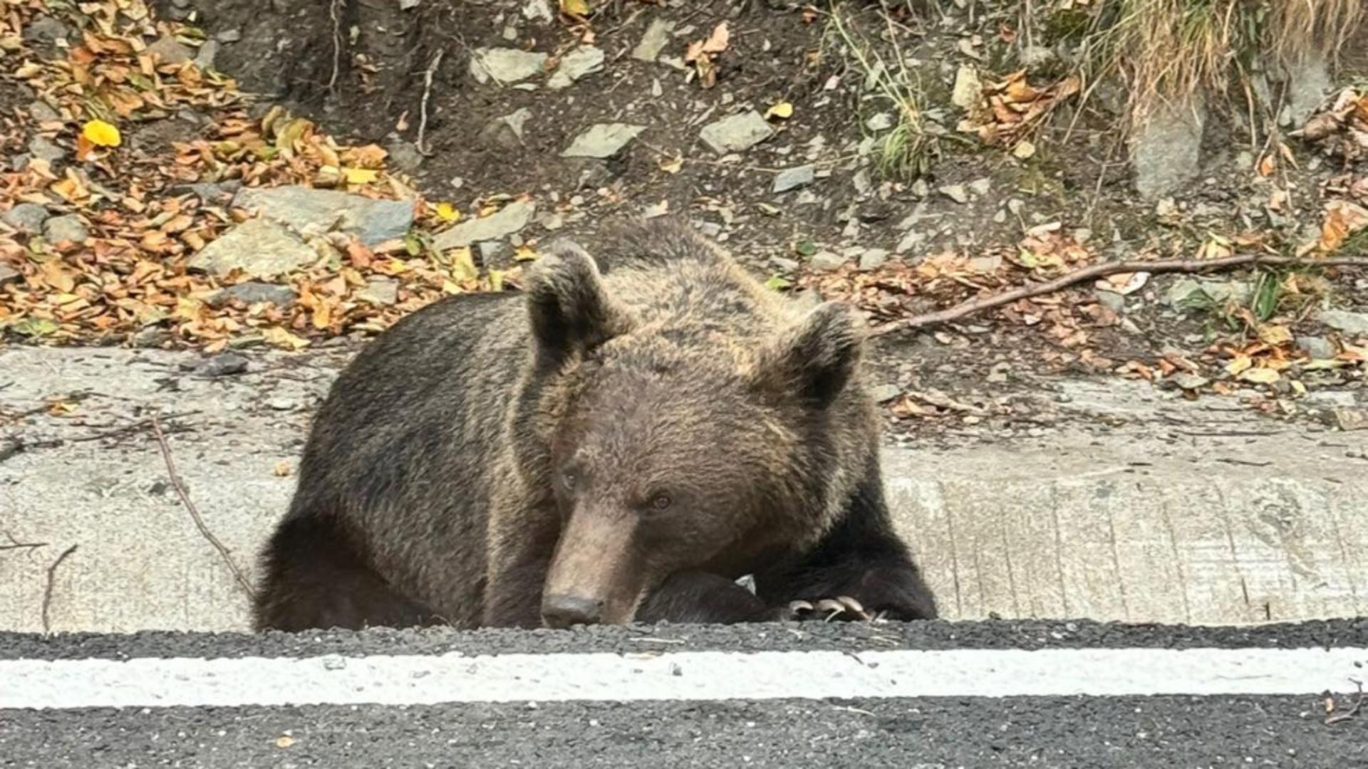 Eșec total la relocarea ursului care a alertat populaţia şi autorităţile din Focşani. Ce s-a întâmplat cu animalul sălbatic/ Foto: Realitatea.net