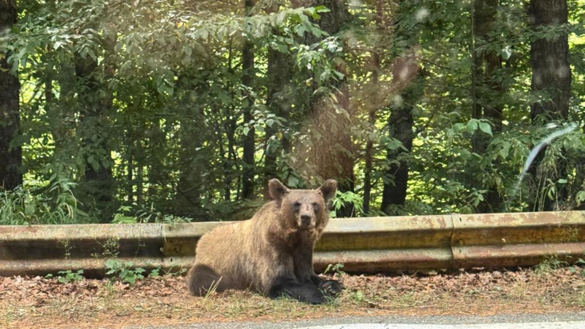 Alertă de urs într-o localitate din Sibiu! Oamenii, avertizați prin RO-Alert/ Foto: Realitatea.Net