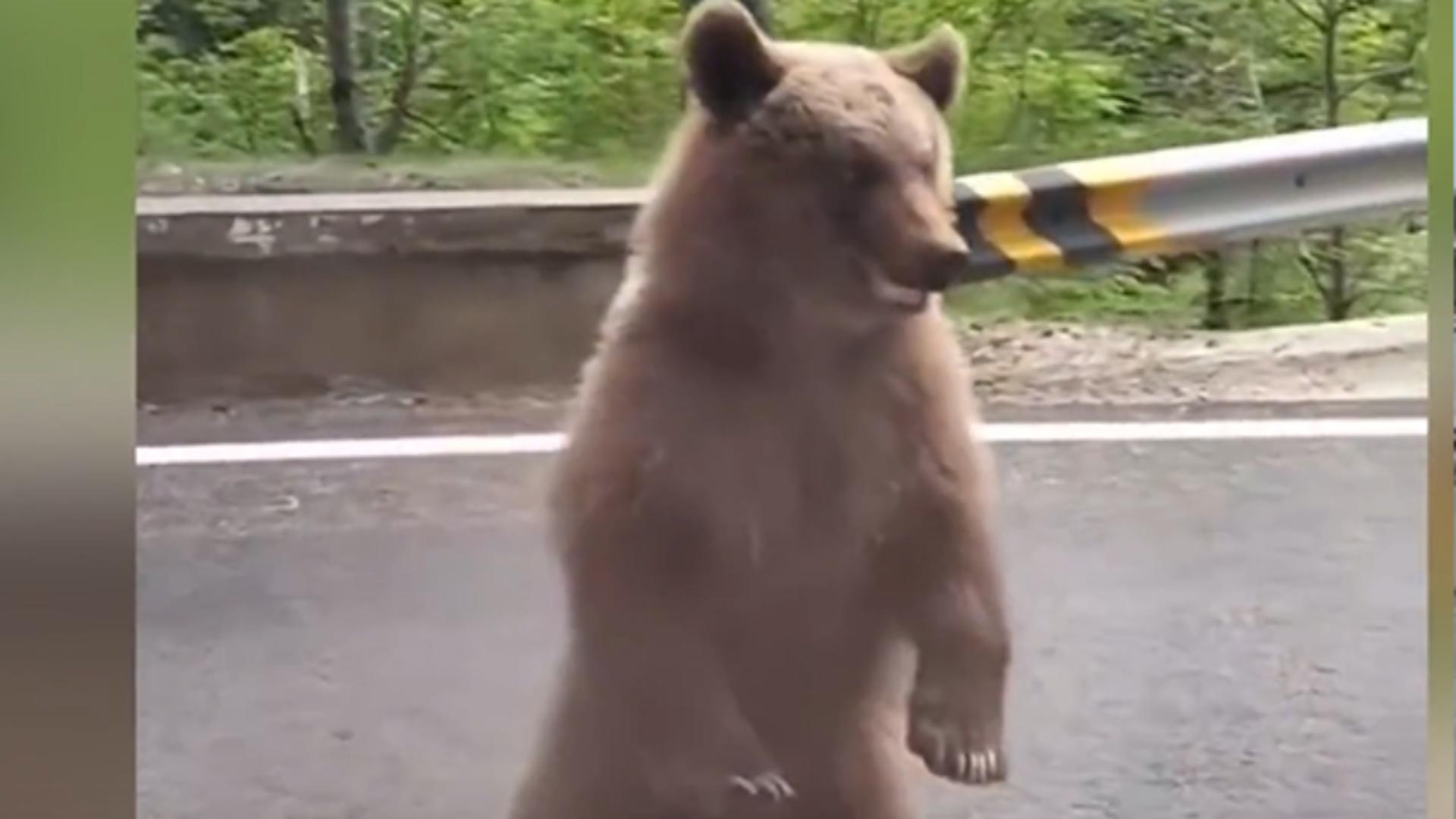 Clipe de groază pe Transfăgărășan: un adolescent de 14 ani a fost atacat de urs/ Captură video