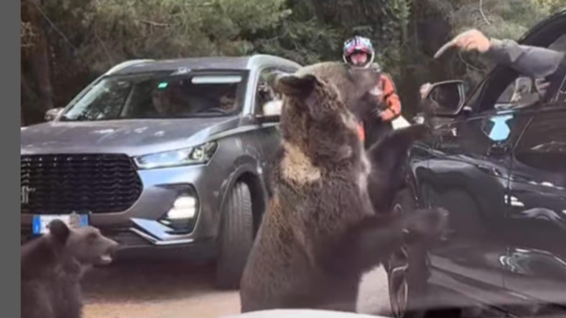 Bărbat, gata să rămână fără braț după ce a încercat să hrănească un urs de la volanul mașinii! Imagini uluitoare /Captură video