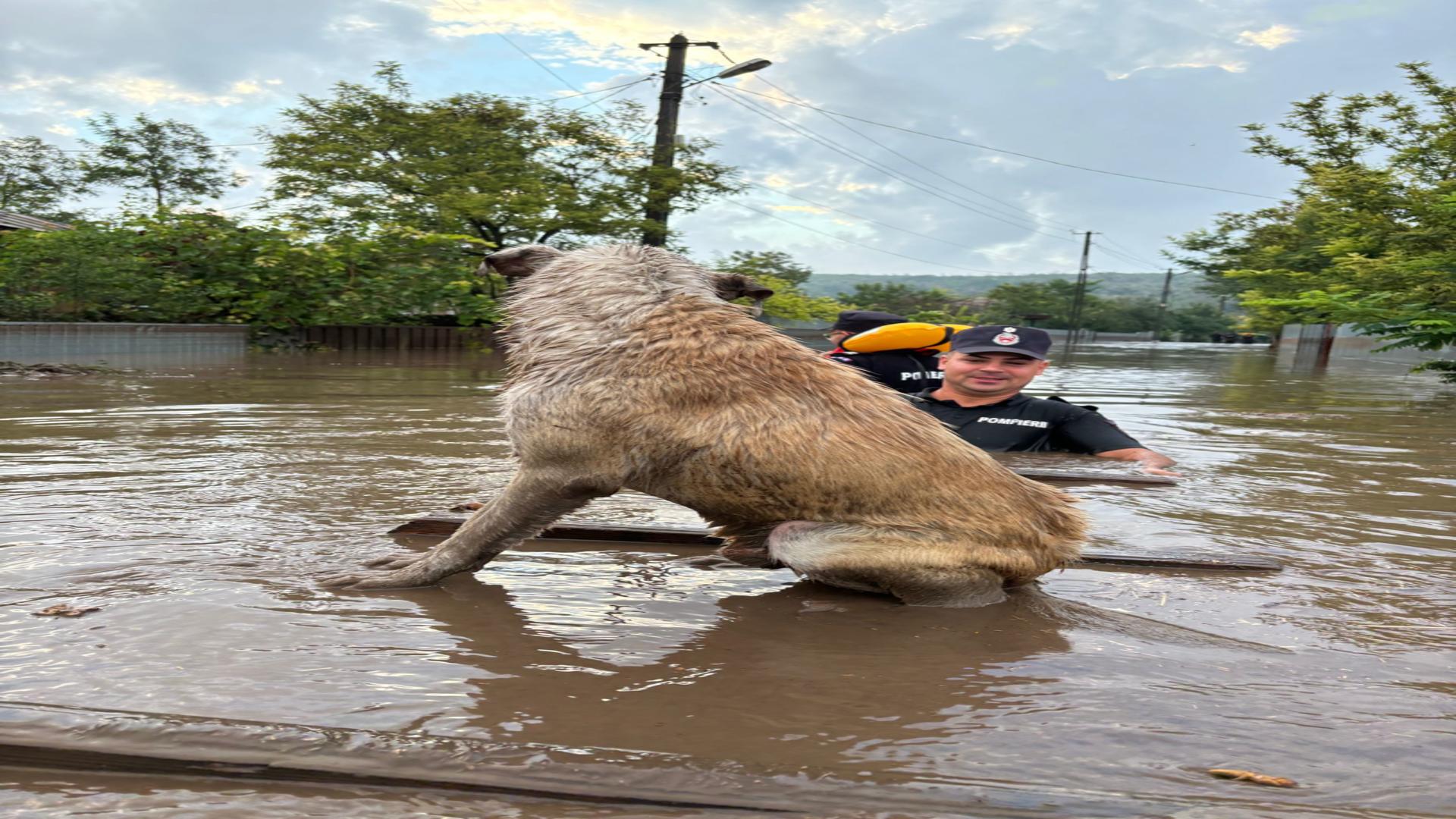 Mii de animale și păsări din gospodării au pierit la inundații. Foto/ISU