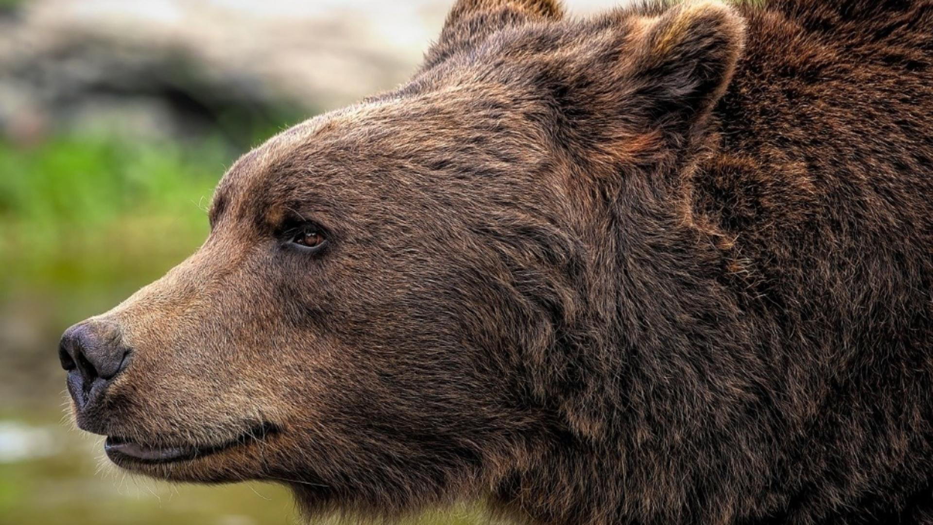 Scene de groază! Un urs a sfâșiat 7 porci din curtea unui bărbat