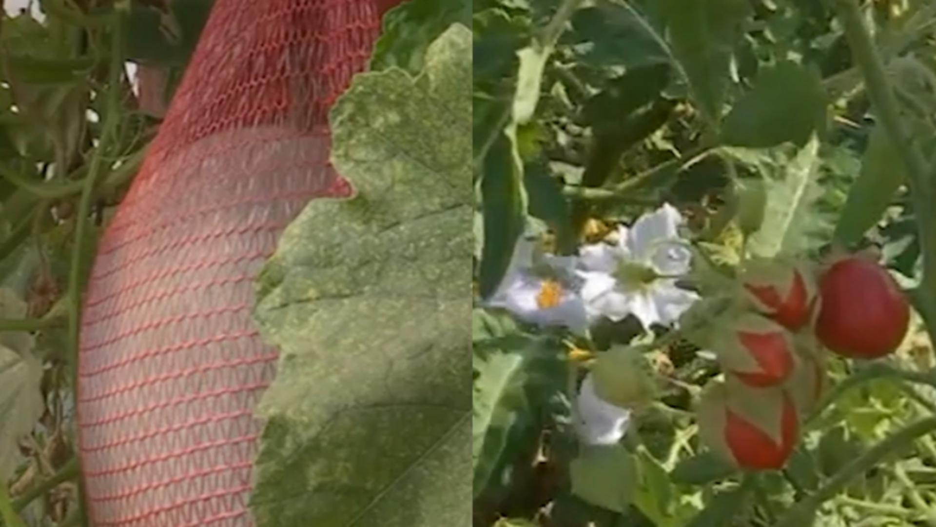 Pepenele de iarnă și roșiile cu țepi pot fi cultivate acum în România. Foto: YouTube