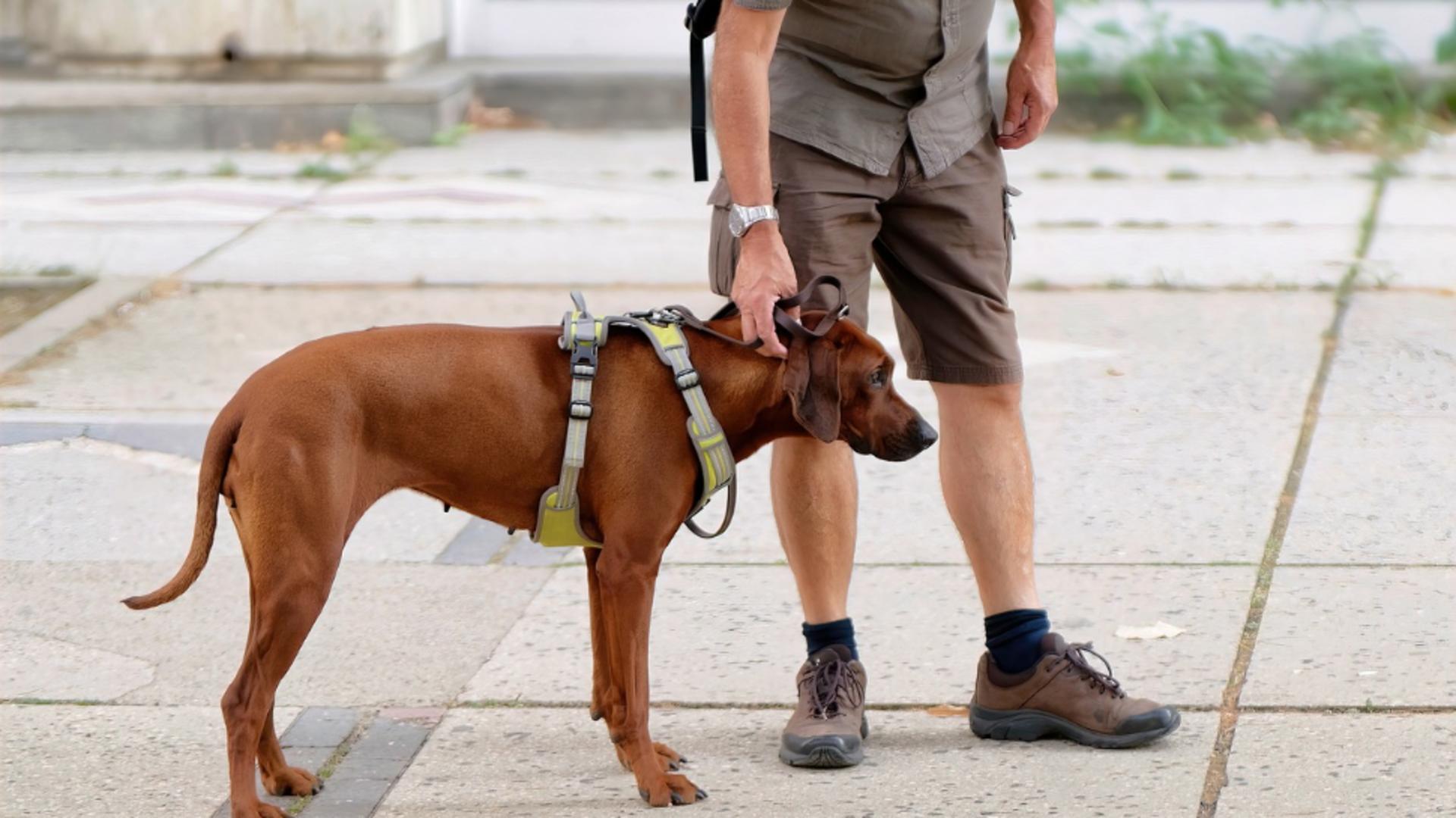 Accesul animalelor de companie în autobuzele din București permis, în anumite condiții