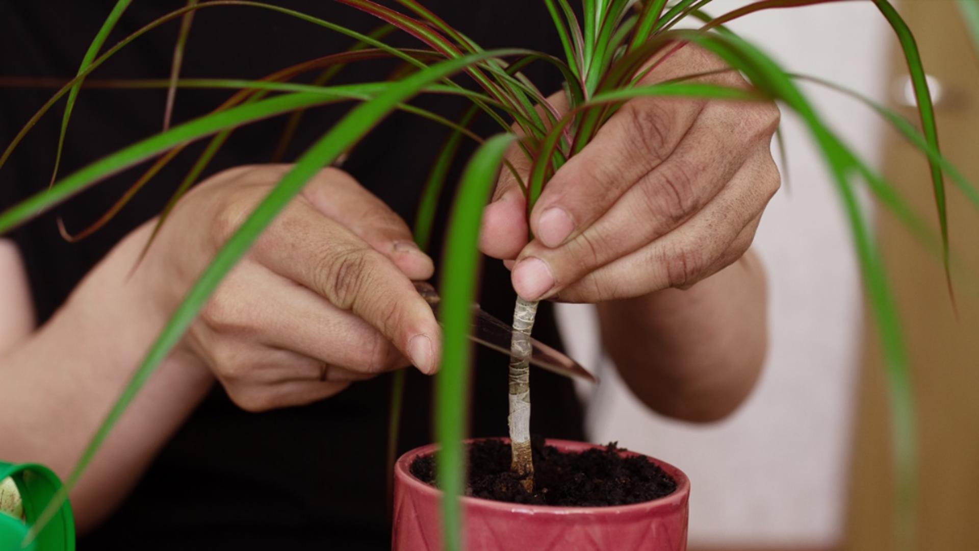 Cum îngrijești Dracena. Locul din casă care o va ajuta să crească armonios