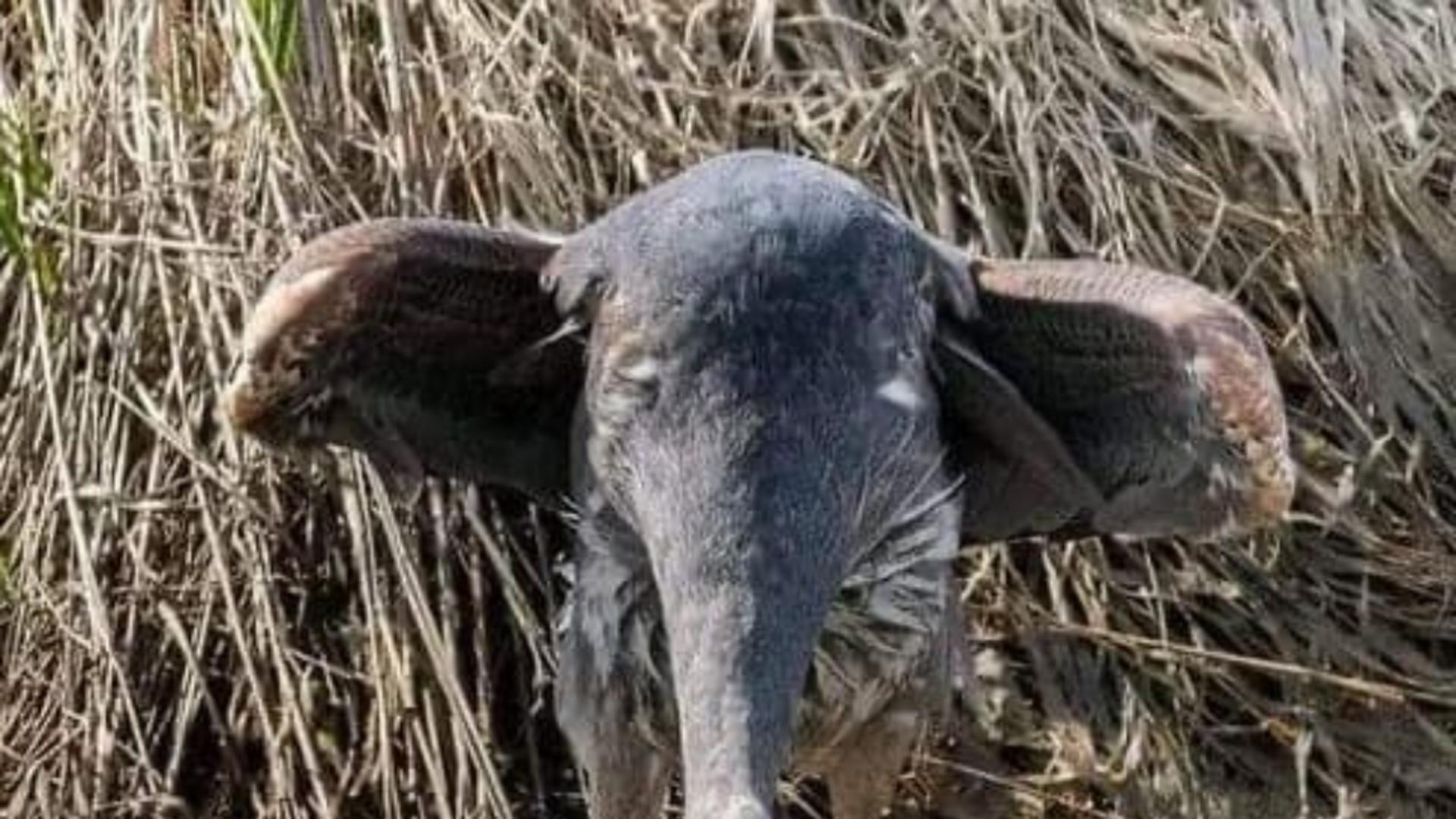 Iluzia optică PEFECTĂ. Ce animal vezi în această imagine? 