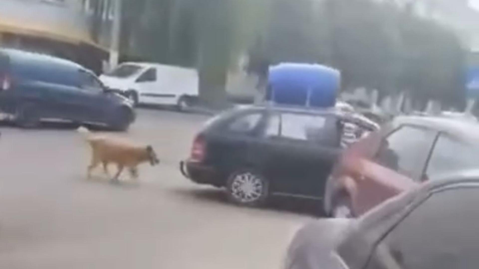 Bărbatul părea hotărât să plece cu câinele la drum (captură video)