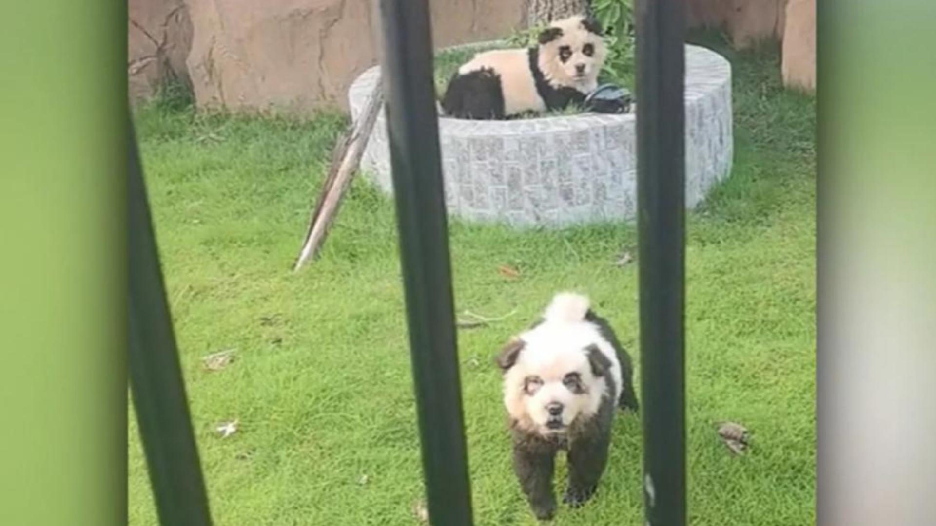 Surpriză la grădina zoologică! Doi „urși panda” au început să latre în fața vizitatorilor - VIDEO