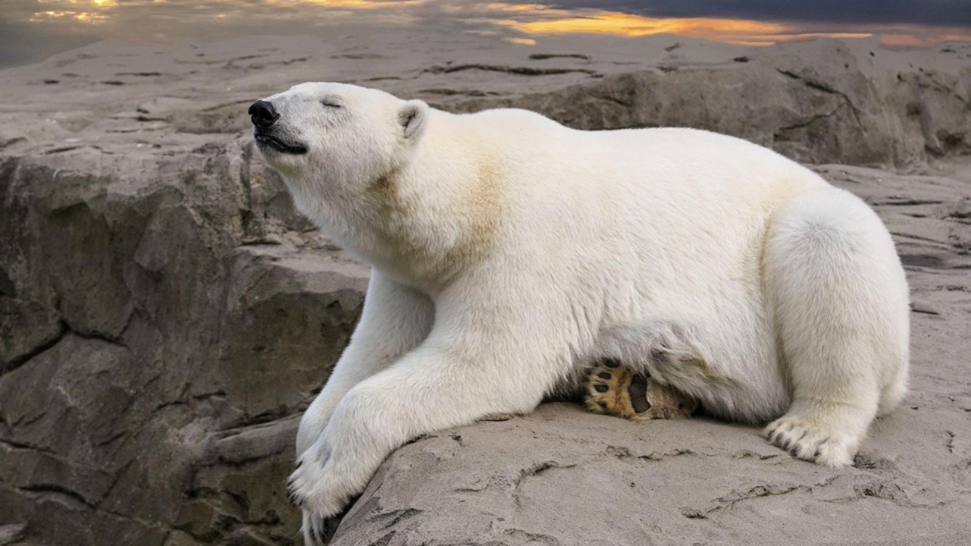 Un urs polar a fost împușcat de polițiști pentru siguranța oamenilor. Unde se rătăcise animalul