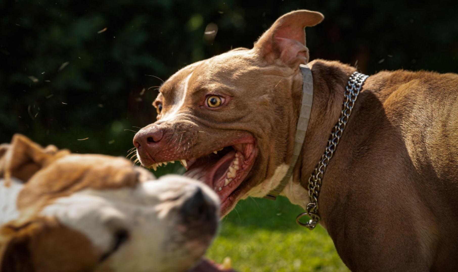 Mai mulți câini de luptă şi atac, depistaţi într-un ţarc improvizat din Baia Mare. Animalele erau deținute ilegal/ Profimedia