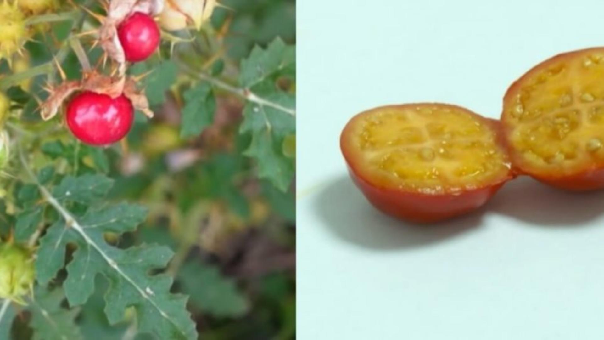 Roșia cu gust de zmeură, noul soi cu care cercetătorii de la Buzău vor sa ia cu asalt piața românească. Foto: cultiva profitabil