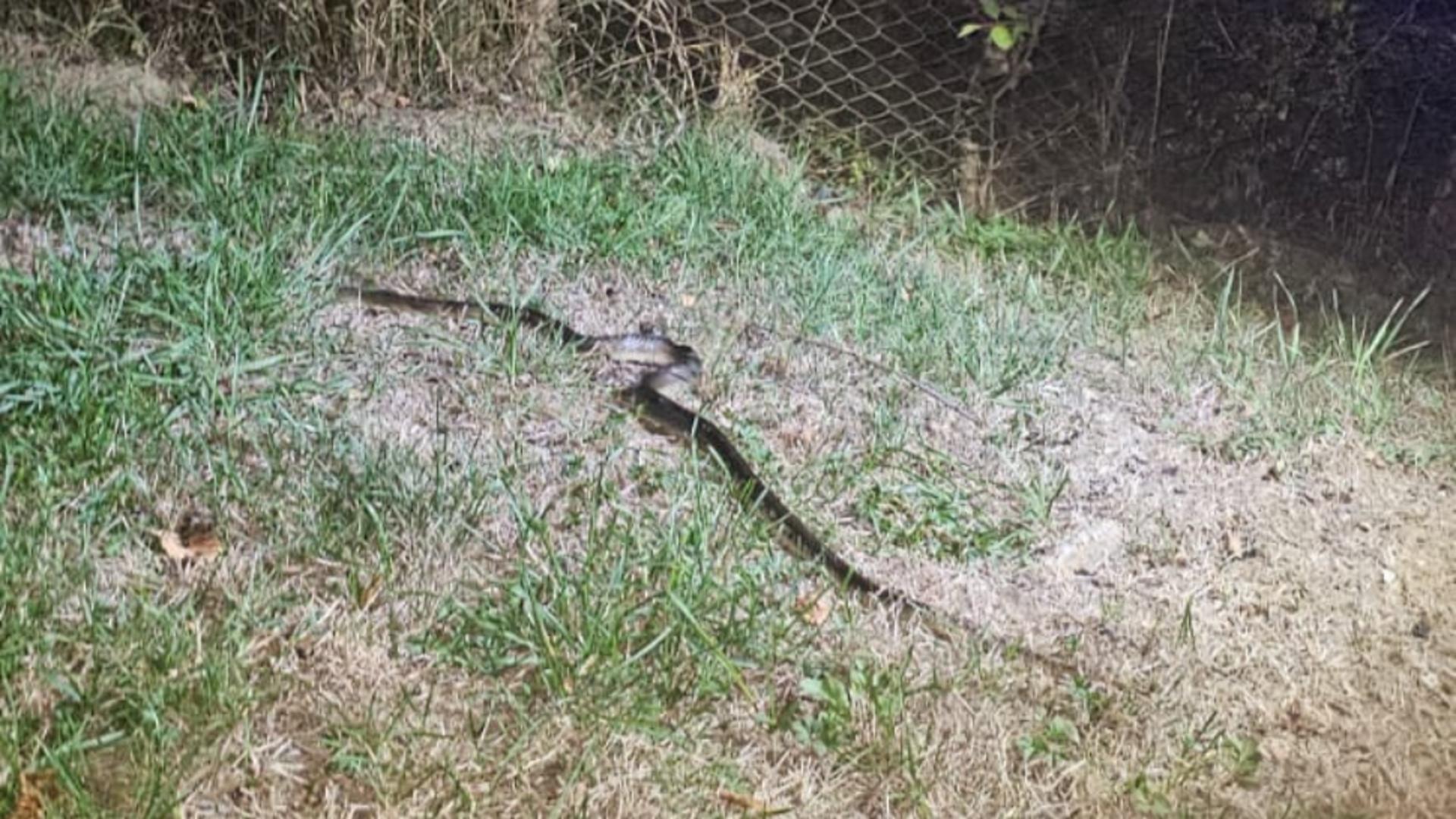 Reptila a reușit să fie salvată la timp, după 3 zile de stat în mașină. Foto/Jandarmerie Gorj