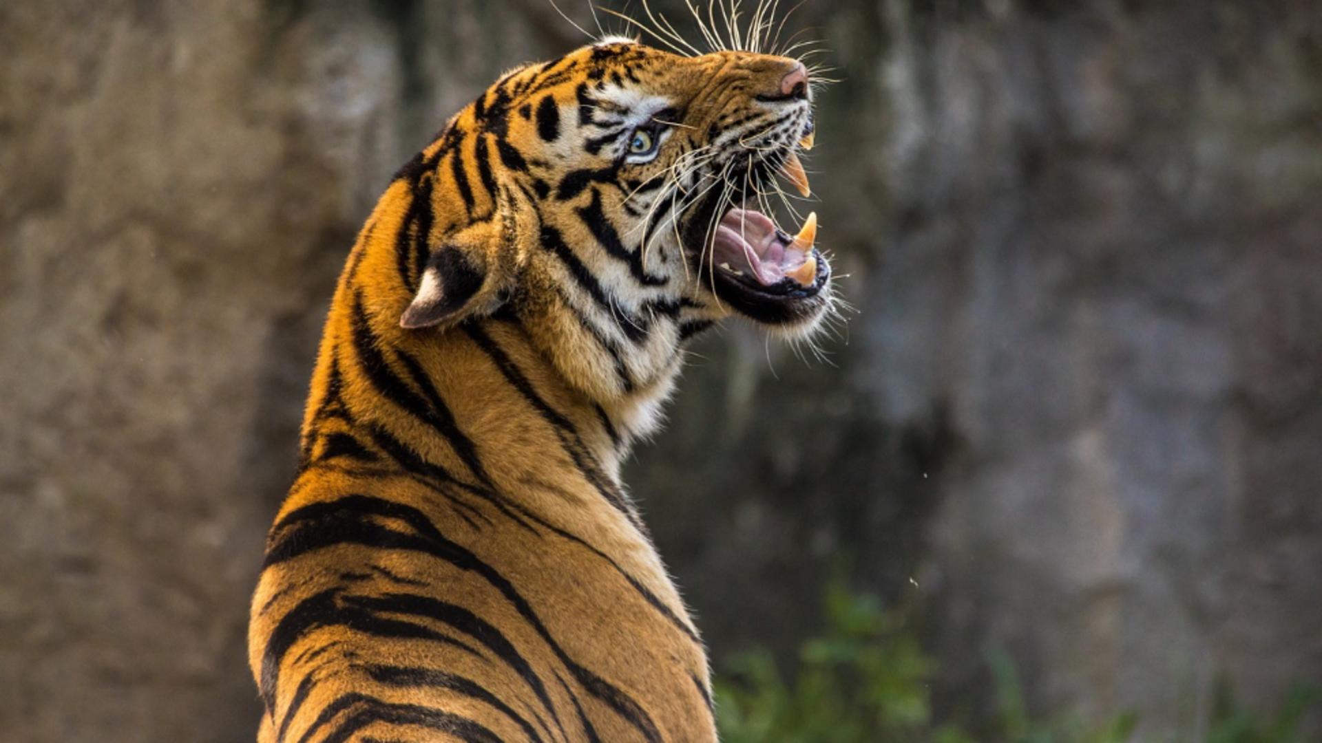 Scene terifiante într-un parc de distracții: O femeie a fost atacată de un tigru