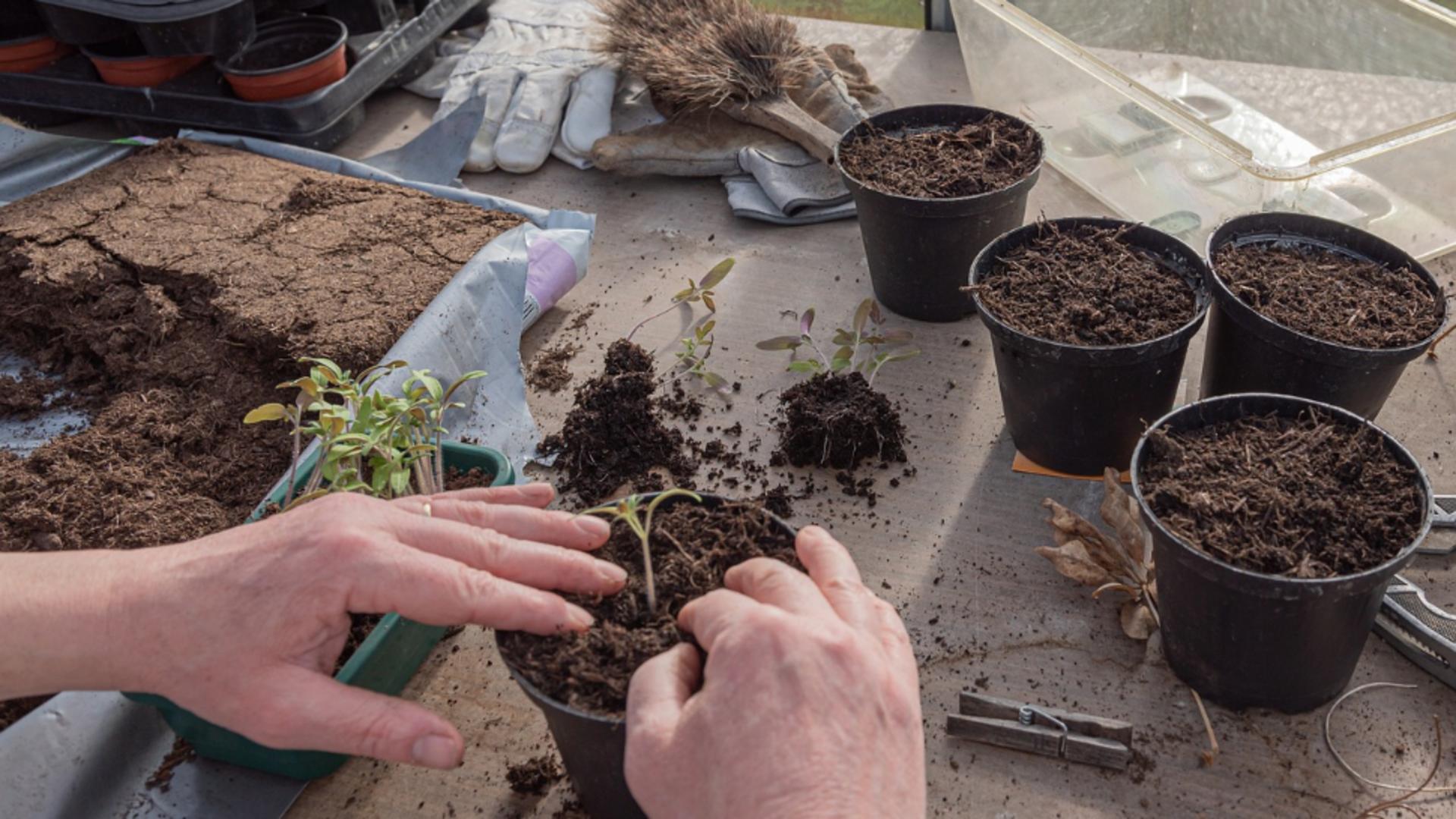 De ce trebuie toamna să schimbi pământul la plante. Metode de transplantare