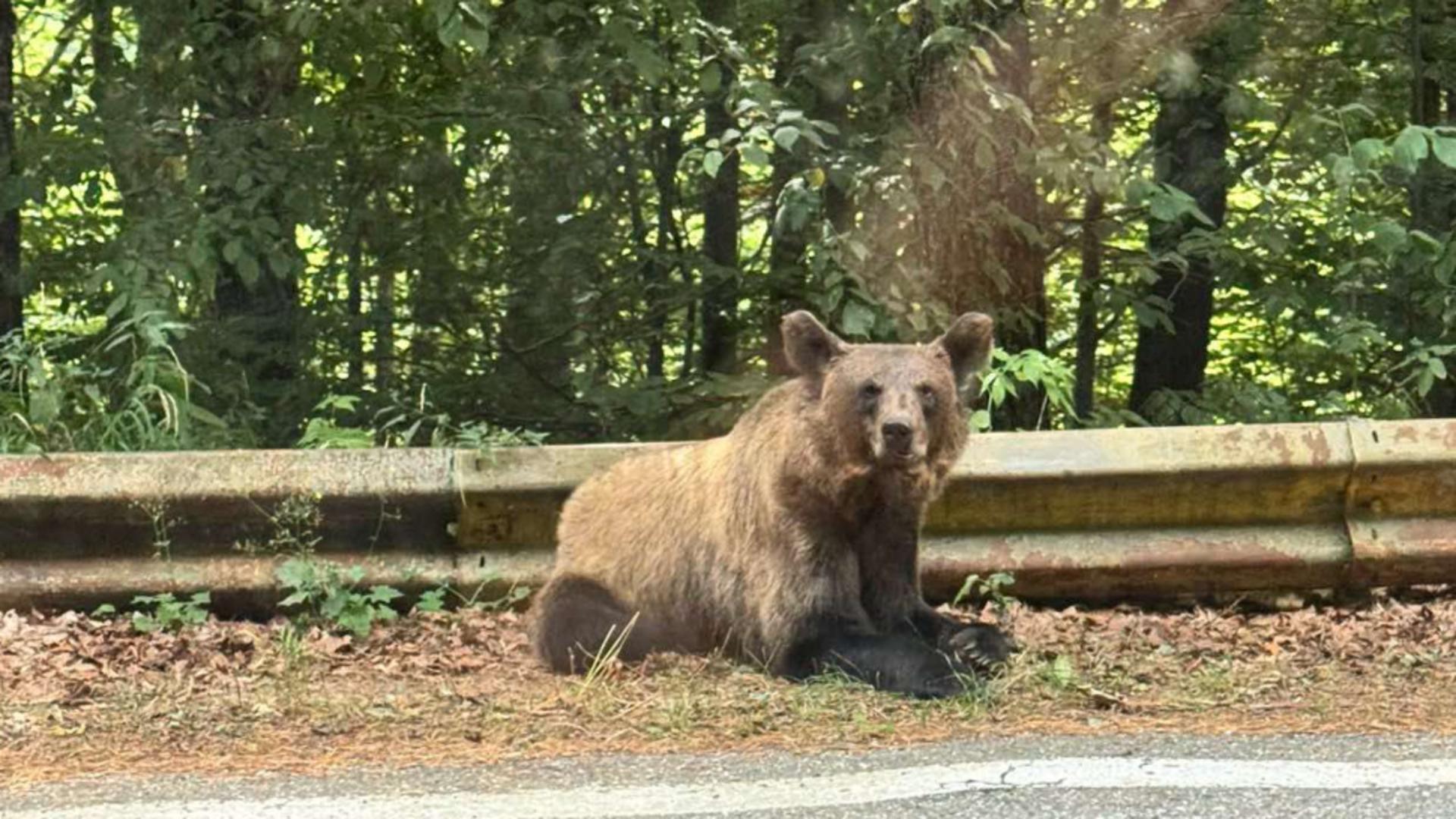 Zonele locuite din Harghita, luate cu asalt de urși. Jandarmii au fost chemați de 8 ori în ultima săptămână ca să îi alunge