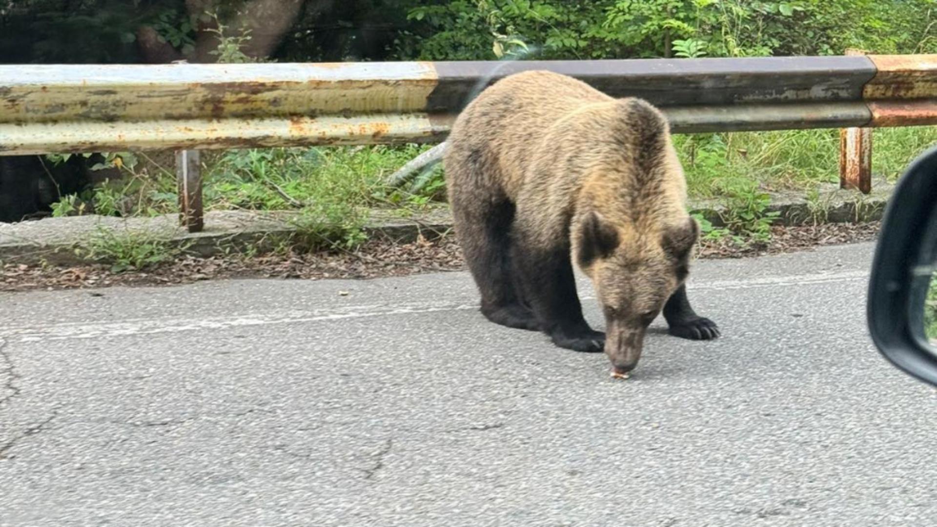  A început relocarea urşilor de pe Transfăgărăşan