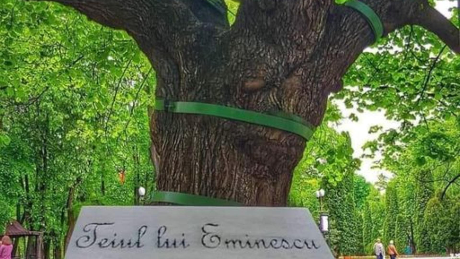 Teiul din Parcul Copou este unul dintre cele mai cunoscute monumente ale naturii 