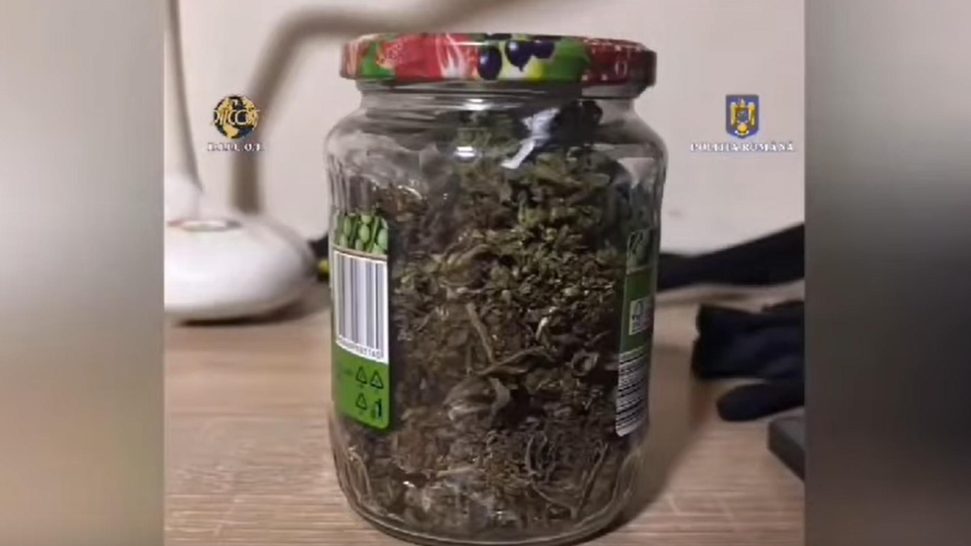 Descoperire halucinantă în grădina unei bătrâne: plante de marijuana, ascunse printre roșii și castraveți