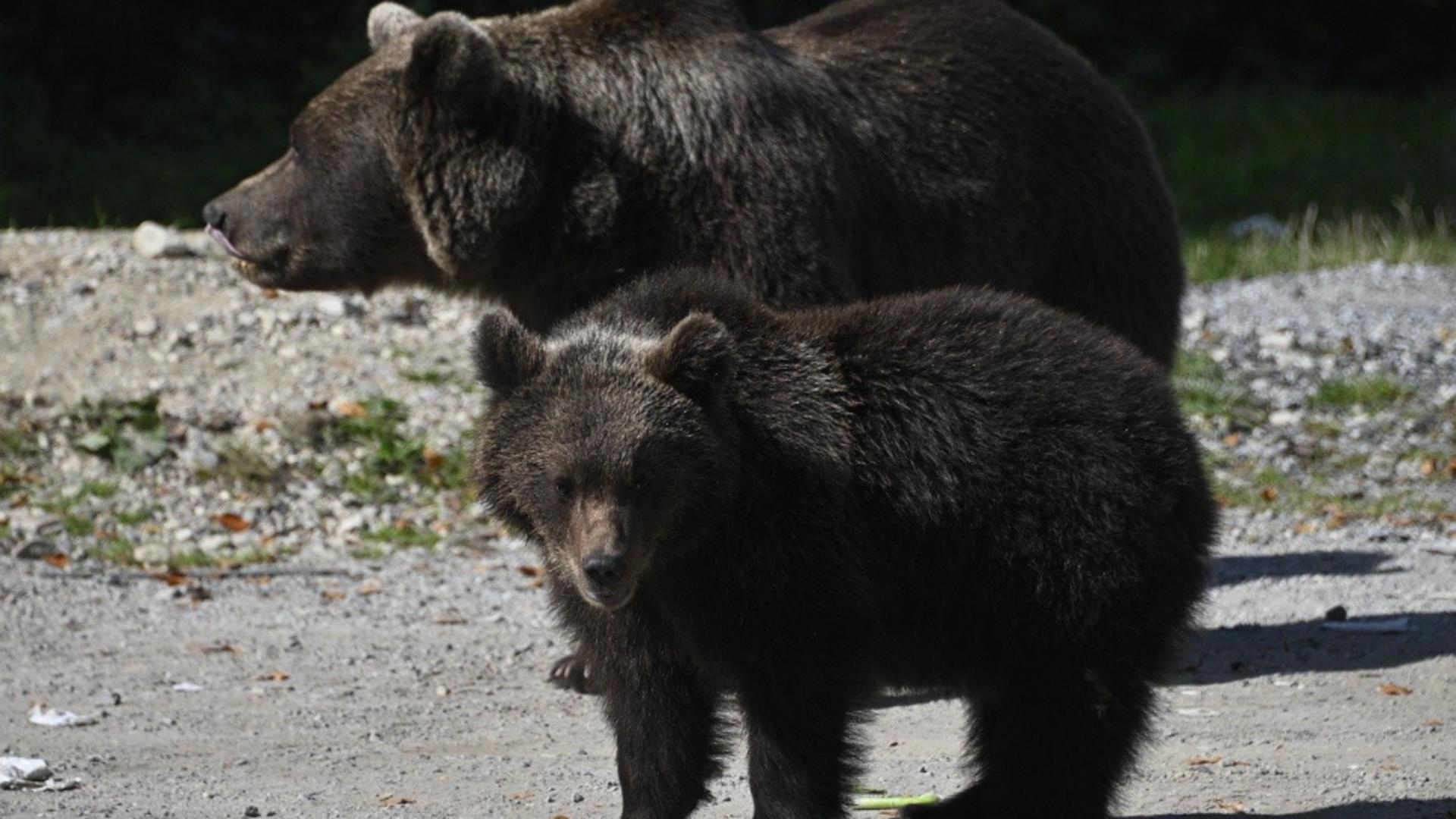 Mesaje RO-ALERT pentru protecția populației. Mai mulți urși au fost semnalați în apropierea a două județe