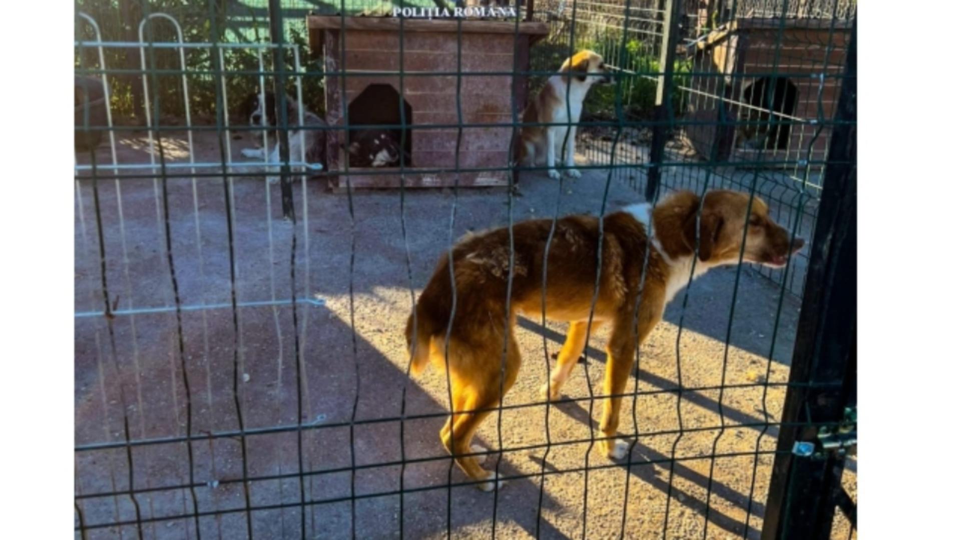 Imagini șocante de la descinderile într-o "ferma" de câini din Giurgiu! Sute de animale ținute în condiții inumane, maltratate și ucise - FOTO