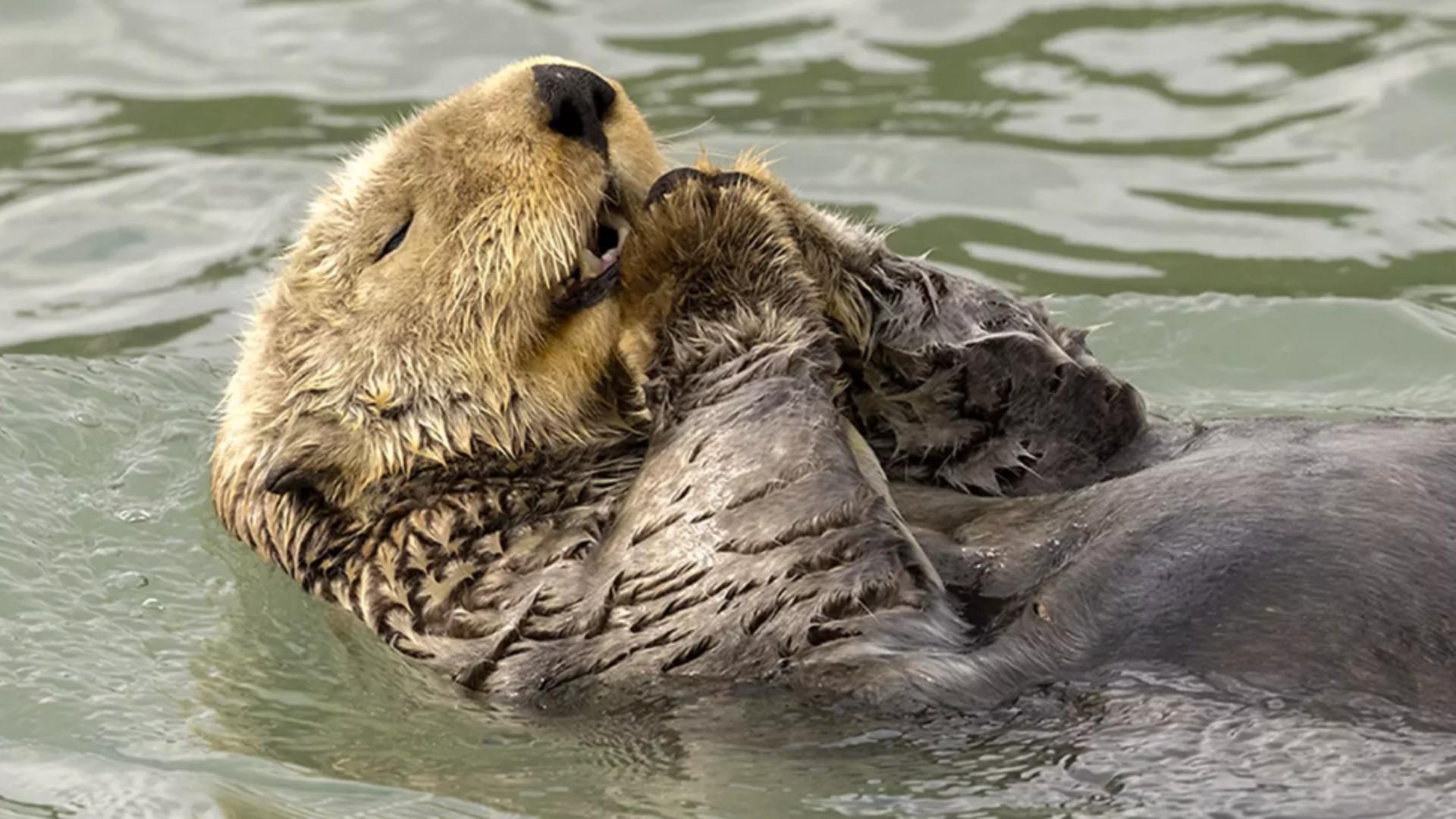 S-a deschis competitia pentru cele mai haioase poze cu animale de anul acesta. Foto: ComedyWildlife