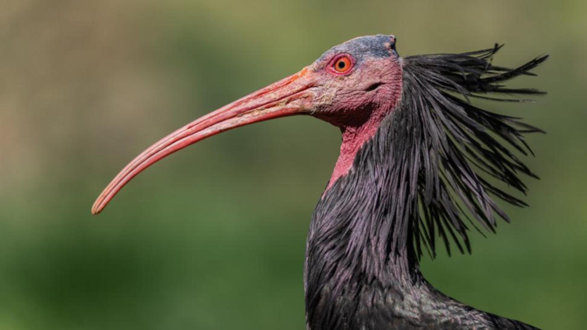 O pasăre străveche se întoarce pe cer. Această specie aproape dispăruse