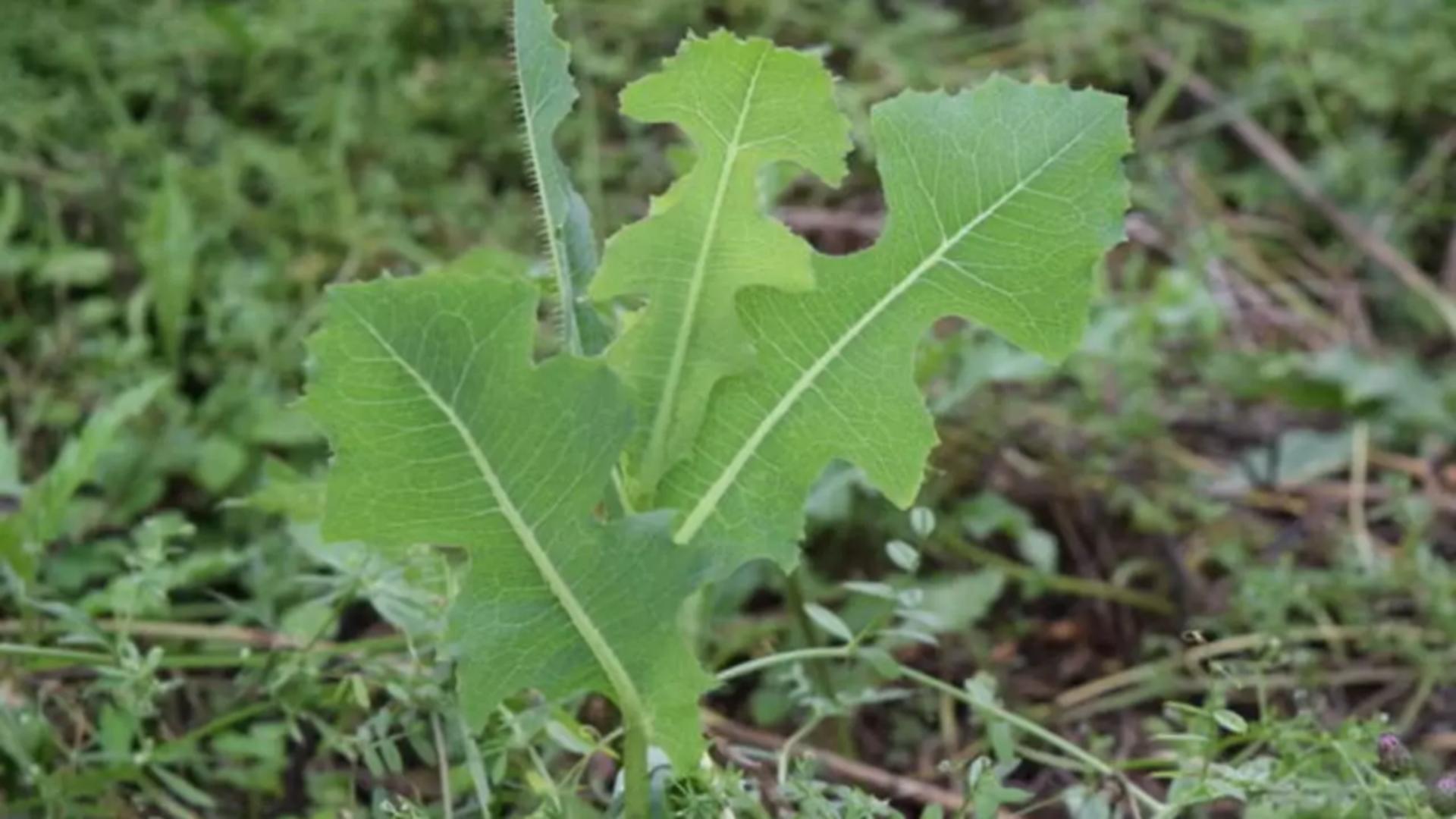 Cel mai bun analgezic pe care natura l-a dat în lupta cu durerea