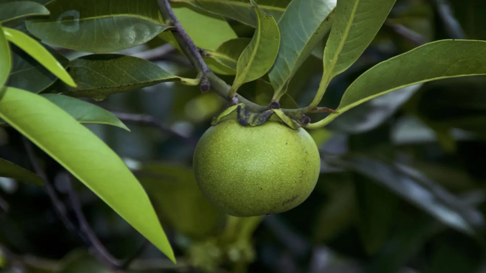 Acesta este cel mai periculos fruct de pe planetă