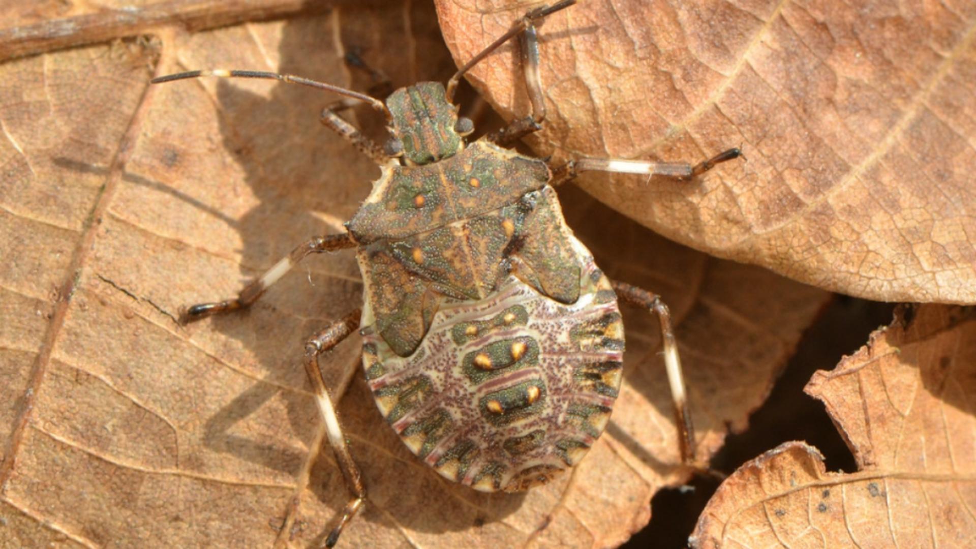 Cum să te protejezi de Halyomorpha halys. Mare atenție la această insectă cu miros neplăcut care a invadat locuințele din România