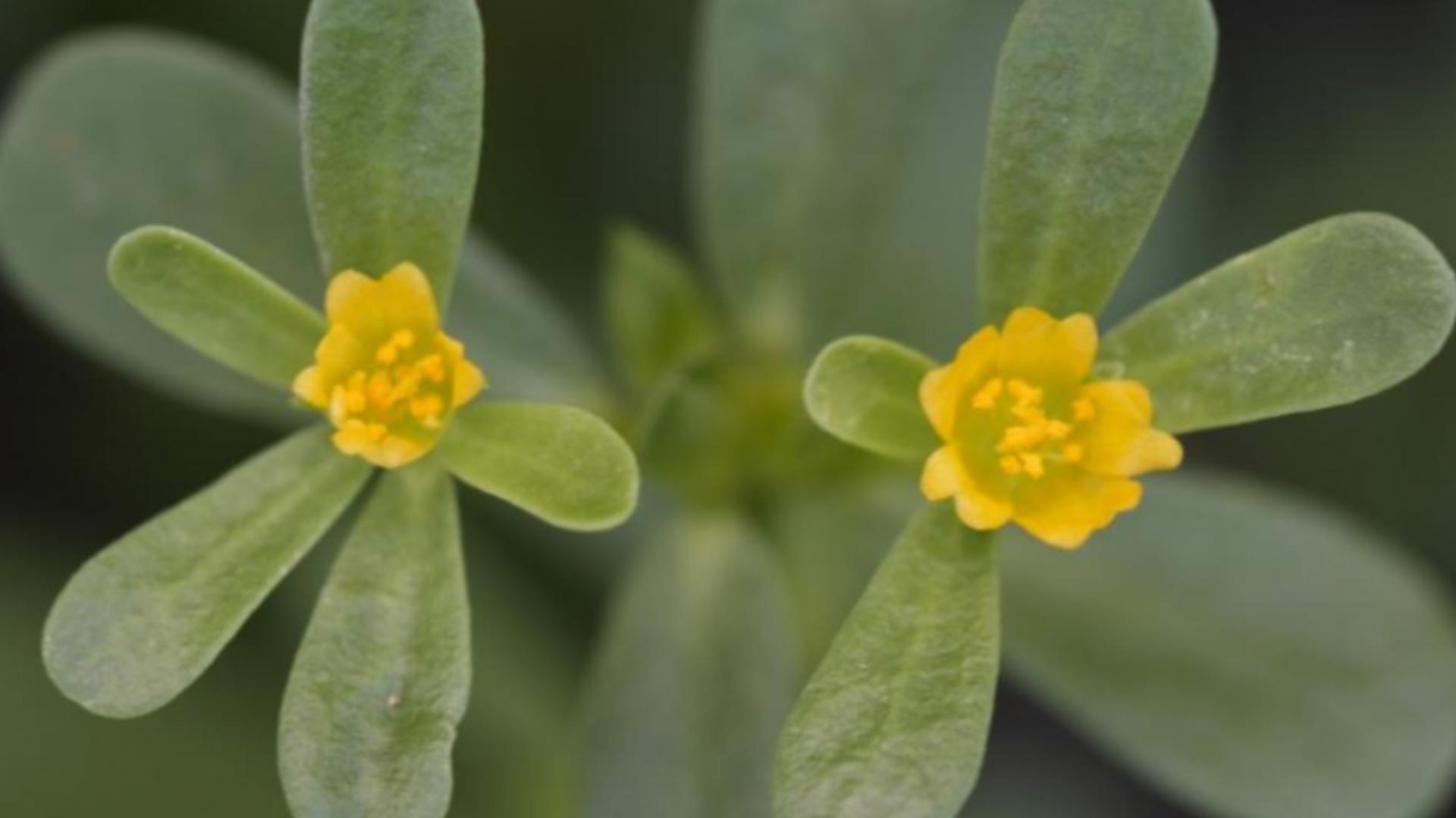 Planta care nu trebuie aruncată! Este plină de antioxidanți și era folosită de daci ca remediu vindecător