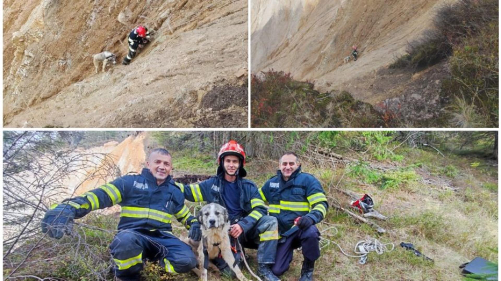 Operațiune spectaculoasă a pompierilor bihoreni, pentru salvarea unui câine – FOTO/VIDEO