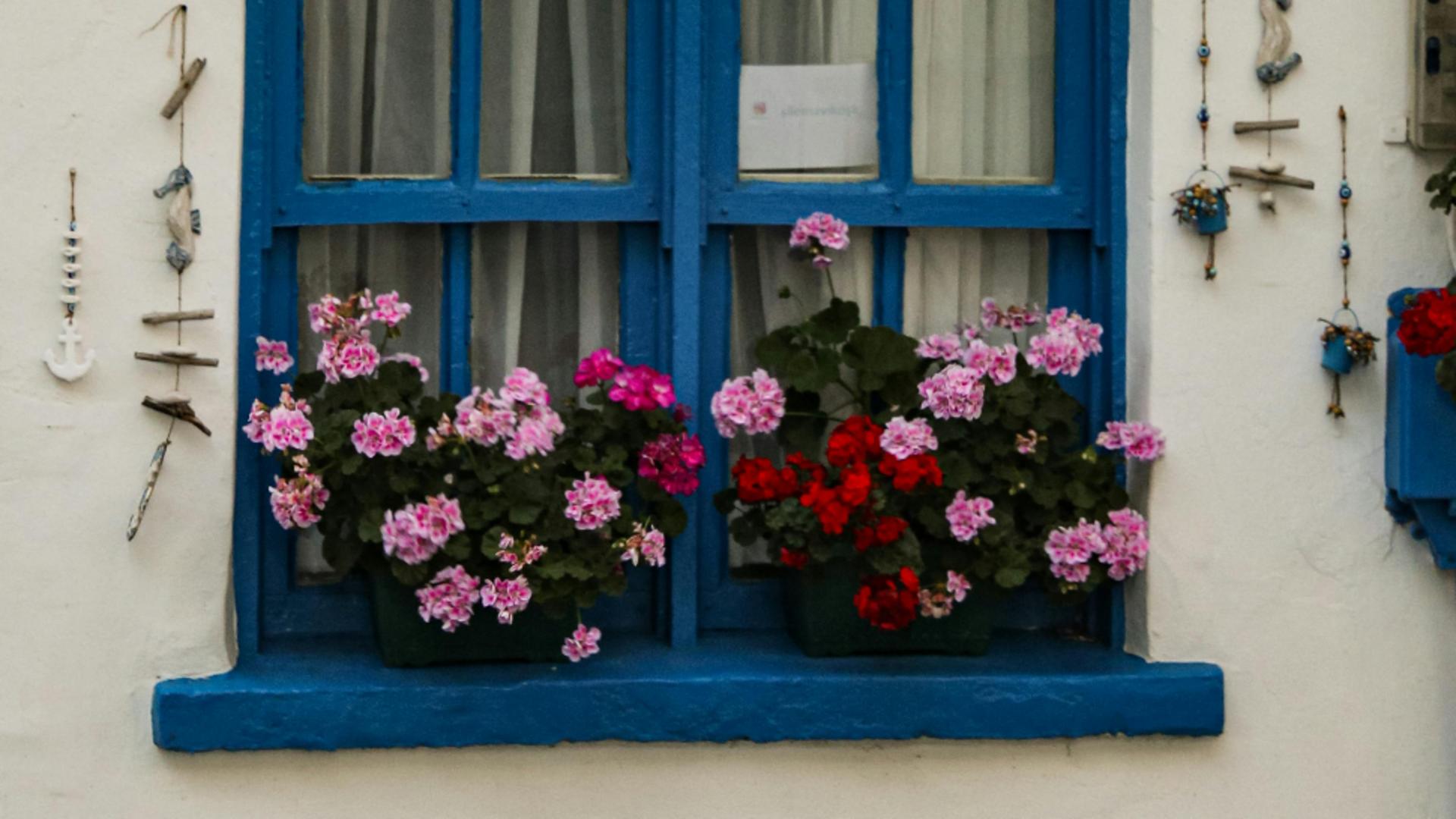 Când trebuie să muți mușcatele în casă și la ce temperatură trebuie să le ții. În caz contrar florile tale pot muri