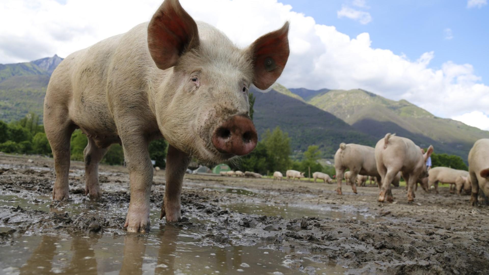 Maria și Lucia au avut parte de un sfârșit crunt. Au fost ucise și date de mâncare la porci