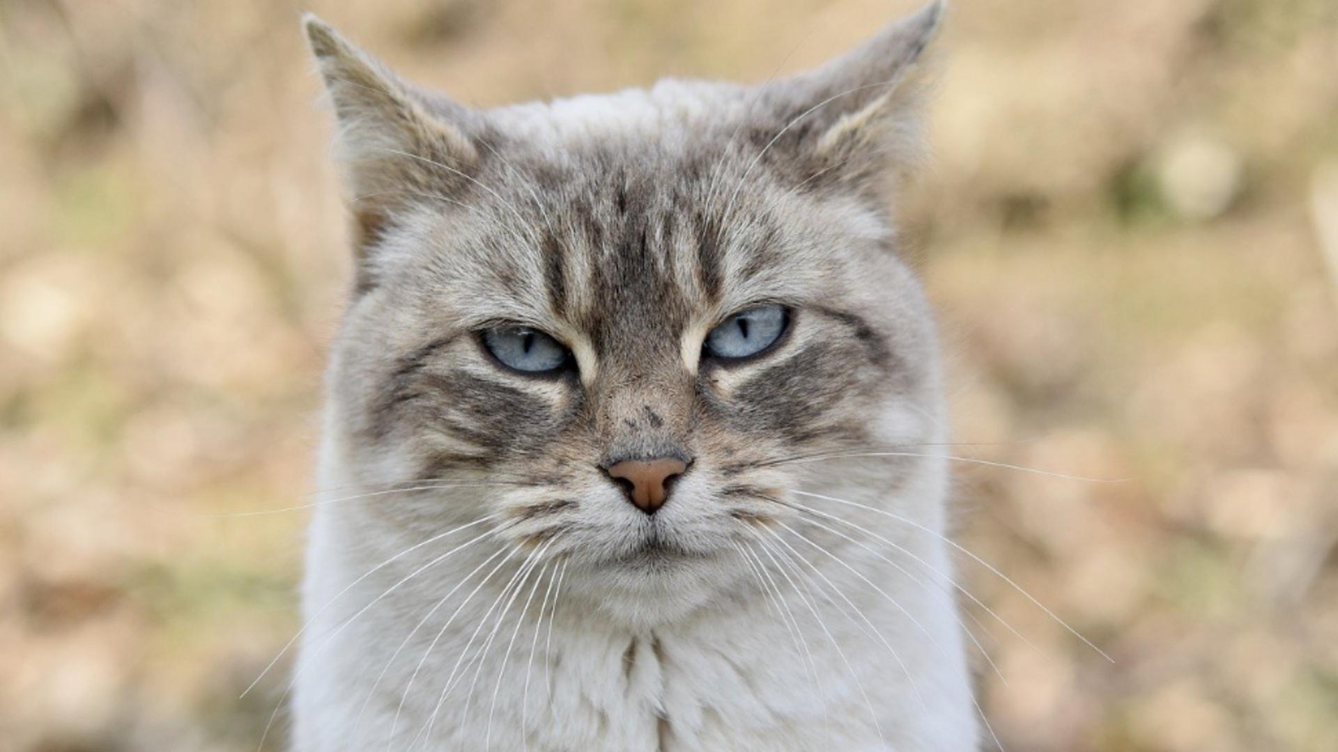 Ce înseamnă când pisica toarce. Mesaje pe care le transmite felina ta prin gesturile pe care le face 