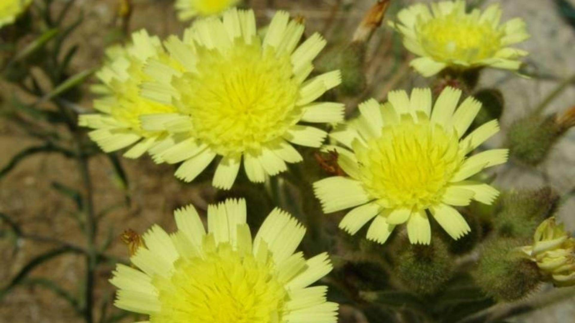 O plantă de peste 60.000 de ani, posibil cel mai vechi organism viu de pe Terra a fost descoperită în Carpații Orientali