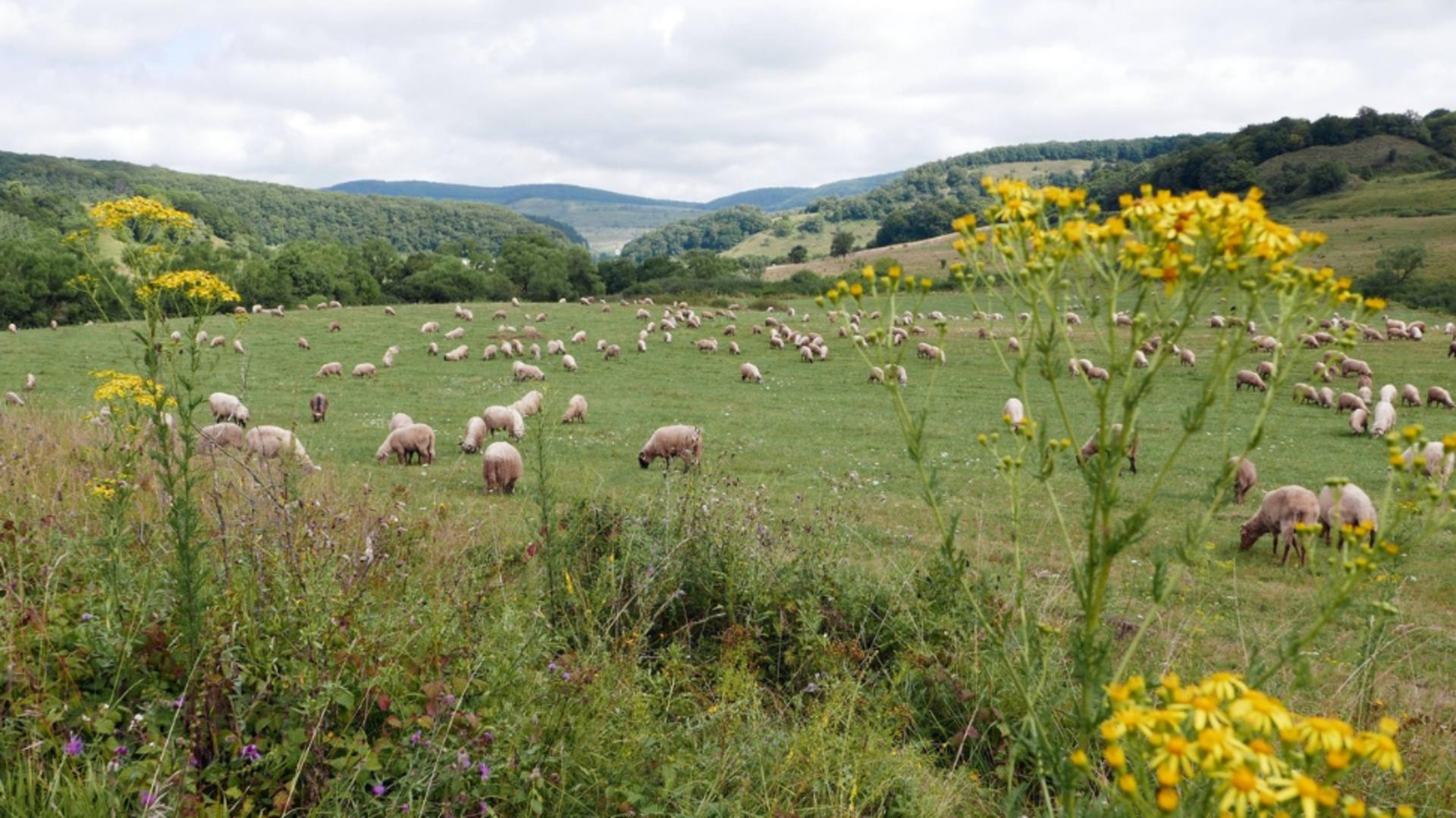 Animalul care începe să dispară din gospodăriile românilor. Foto: Profimedia