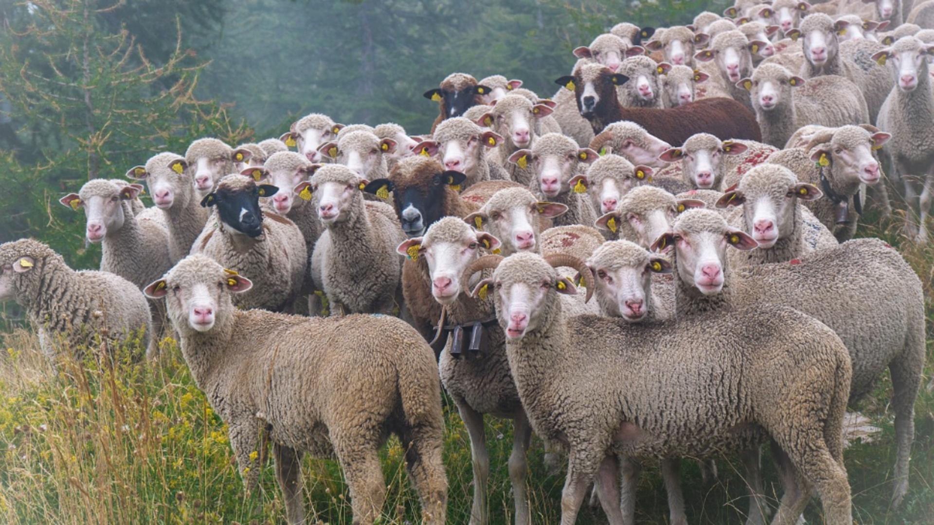 Accident rutier pe DN 13. Un TIR cu ovine s-a răsturnat