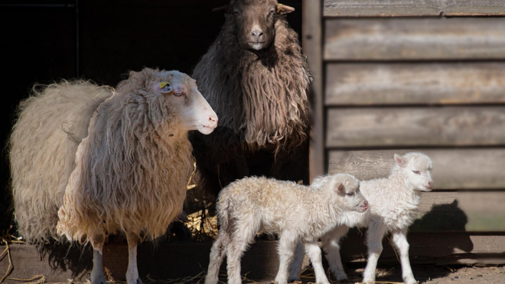 Amenzi de peste 33.000 de lei pentru crescătorii de animale. Ce nereguli au fost descoperite