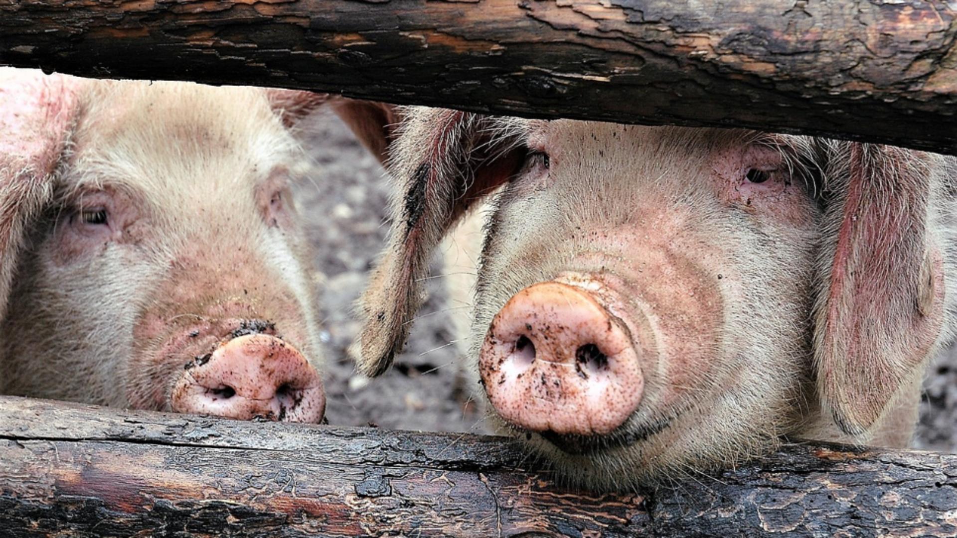 Alertă sanitară! Un nou focar de pestă porcină în România