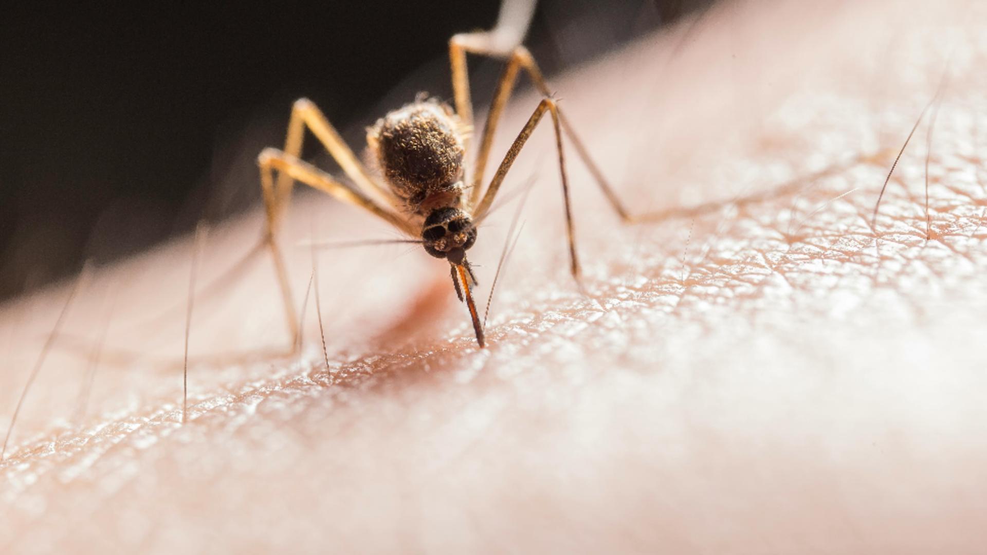 Numărul infecțiilor cu virusul West Nile este în creștere în București și nu numai. Oamenii nu dezvoltă imunitate