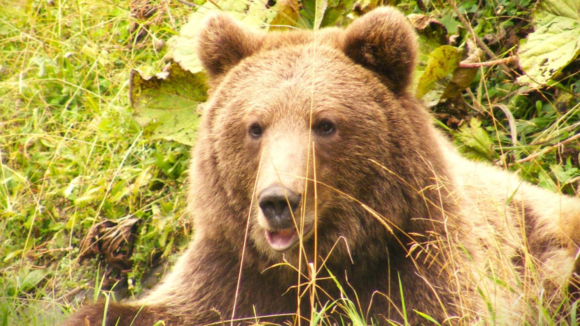 Prezenţa unui urs, semnalată pe Valea Avrigului. A fost emis RO-Alert!/ Arhivă foto