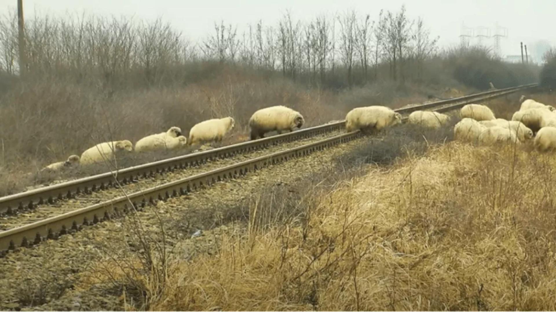 Animalele au traversat calea ferată 