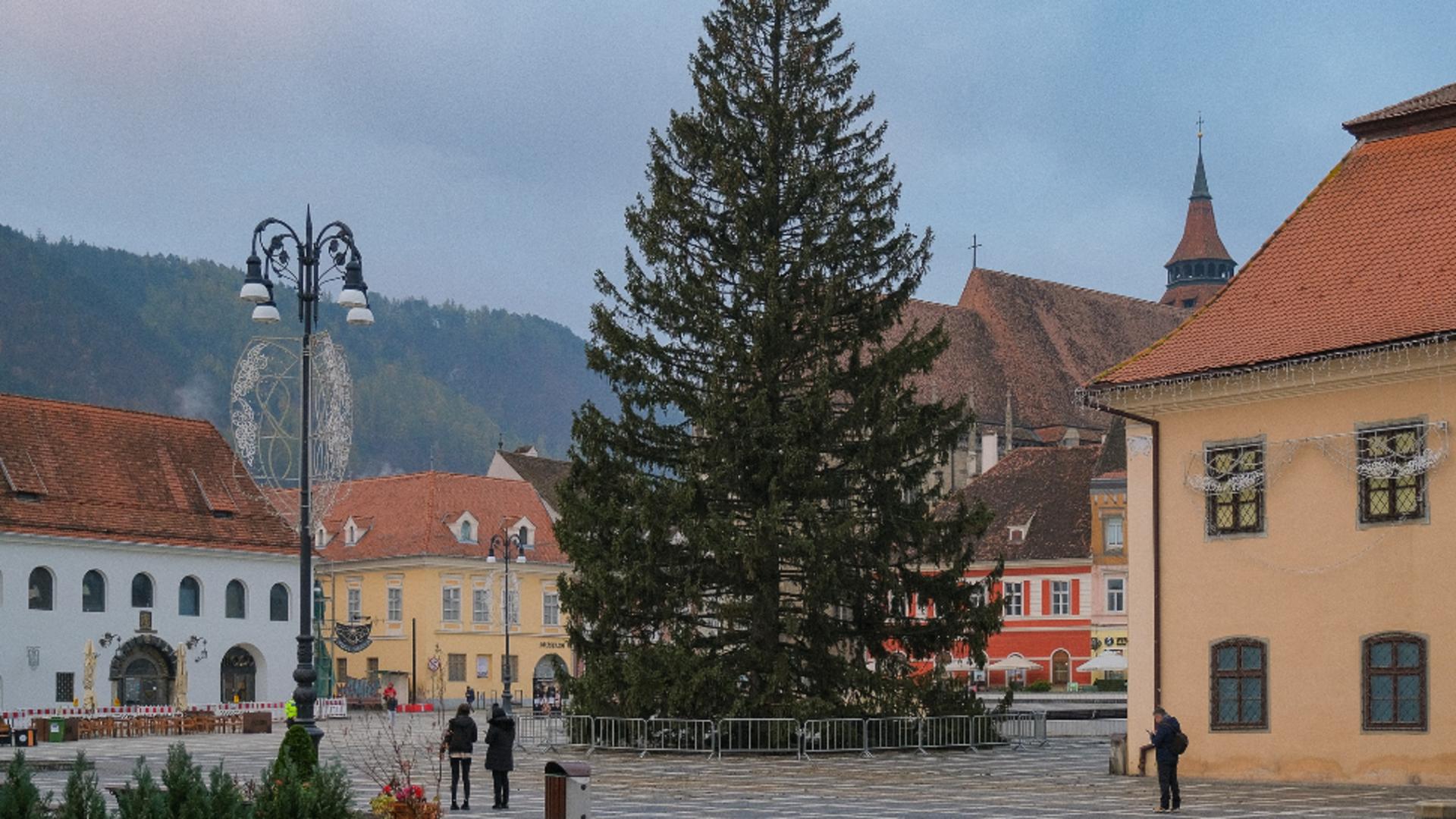 Bradul are 29 de metri înâlțime și o greutate de 17 tone. Foto/Primăria