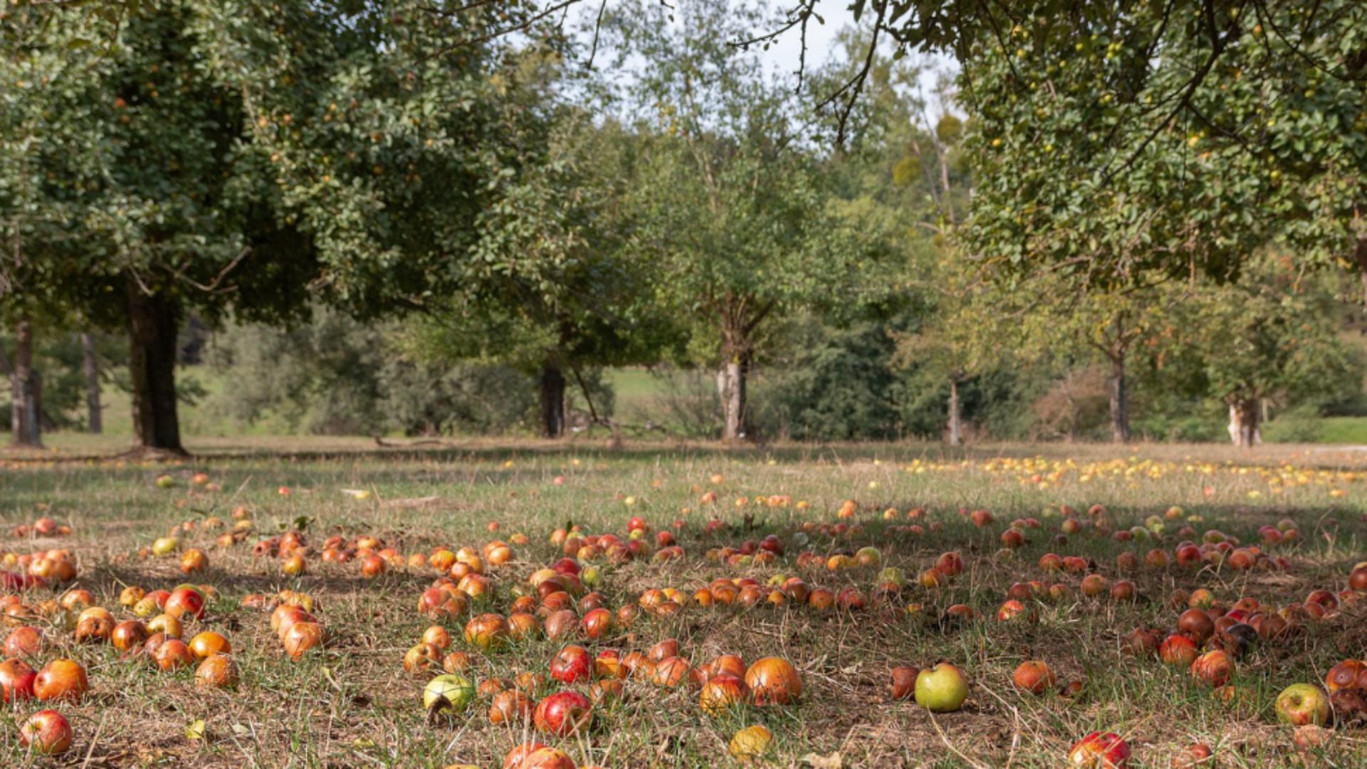 Cum trebuie să faci fertilizarea de toamnă a pomilor fructiferi. Ce spun  specialiștii