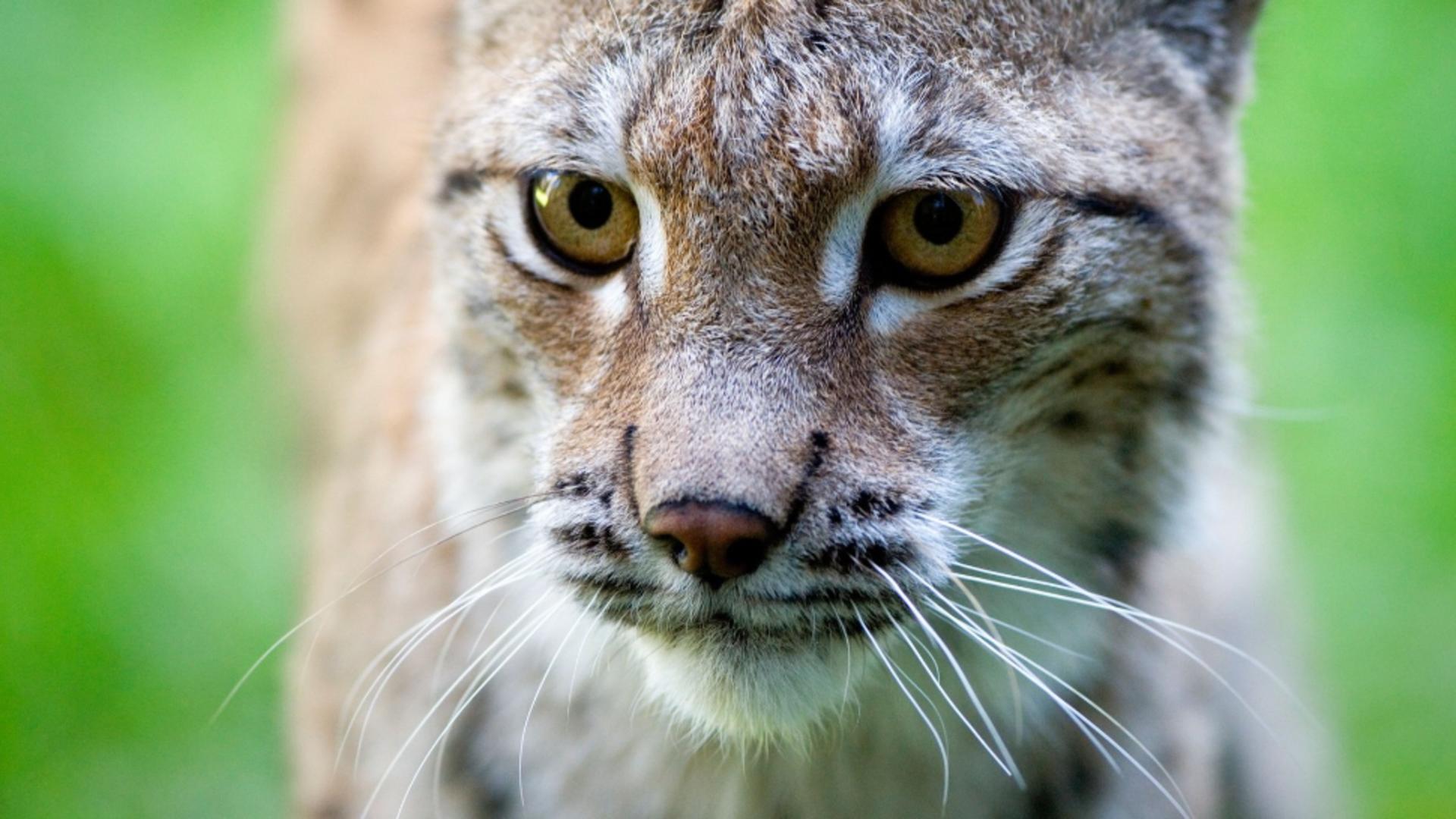 Apariție rară pe străzile Lugojului. Un pui de râs a fost filmat de un trecător: animalul pare rănit/ Profimedia