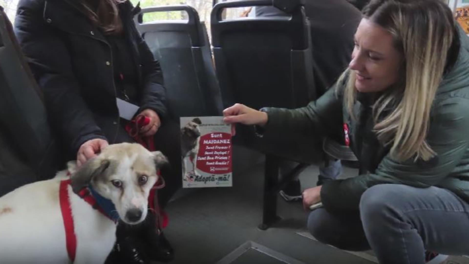 Tramvaiul destinat animalelor de companie. Mesajul LANSAT