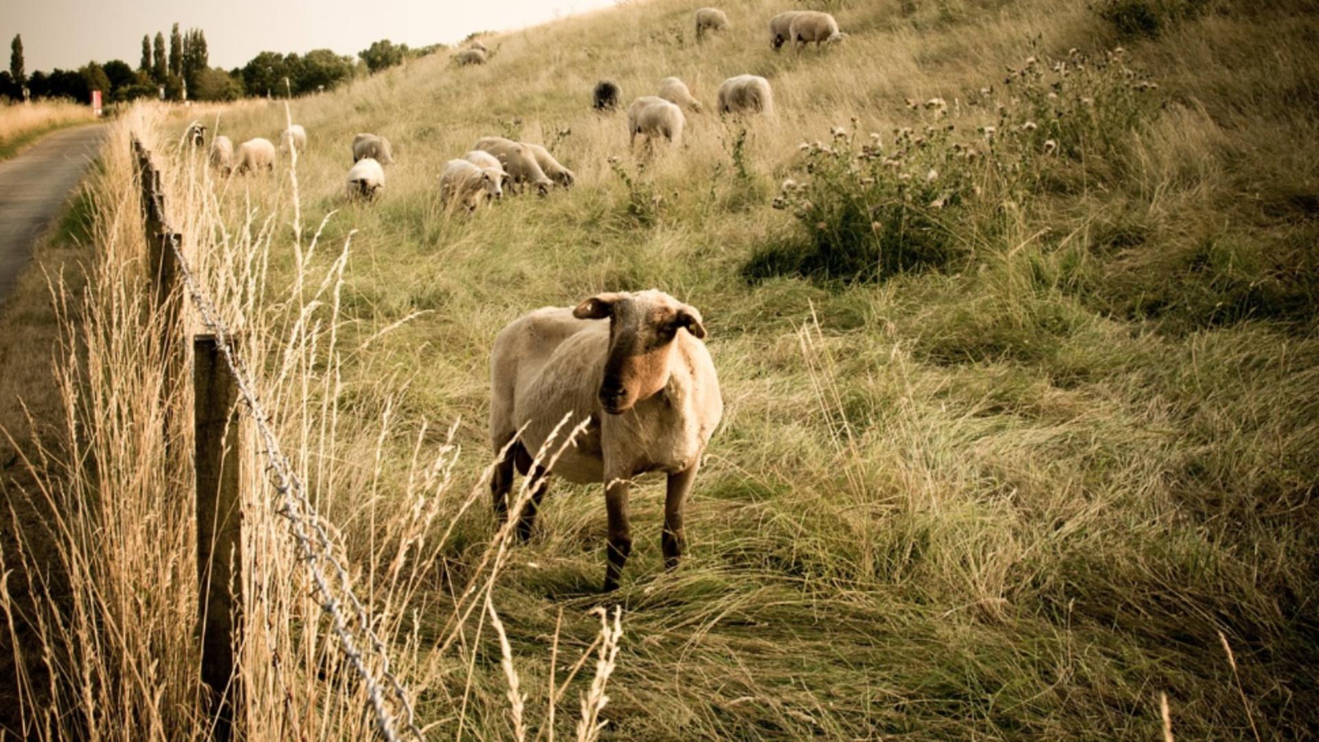 Bani de la APIA pentru asociațiile de crescători de animale