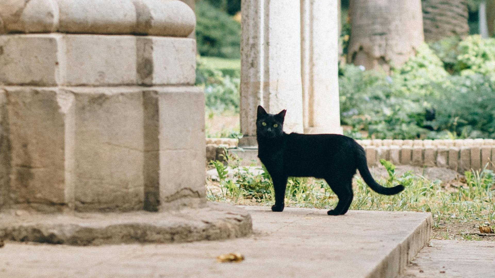 Ce înseamnă când o pisică neagră îți tale calea? Superstiții legate de aceste feline