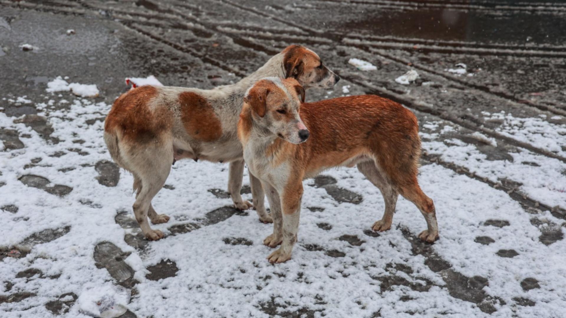 Senatul a spus stop eutanisirii câinilor sănătoși. Foto: Profimedia